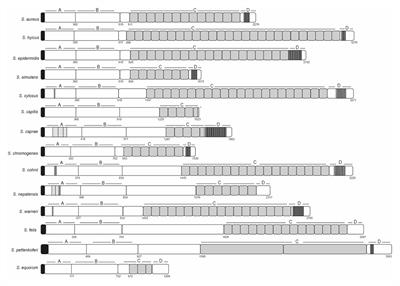 Revisiting Bap Multidomain Protein: More Than Sticking Bacteria Together